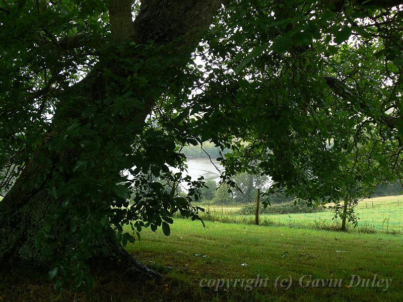 Oak tree, Sharpham Estate P1120531.JPG